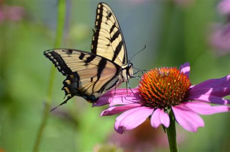butterflies are disappearing in ohio here s what that means for