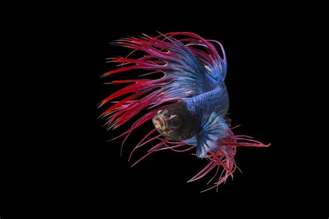 crowntail betta fish  complete overview
