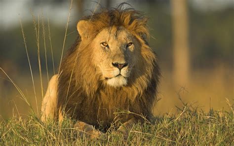 african lion prince georges county parents maryland blog