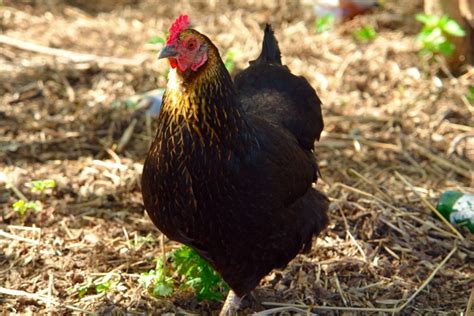 black sexlinks chicken egg production breed personality and care