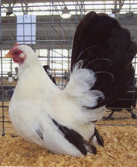 Where To Buy Black Tailed White Japanese Bantam Chickens