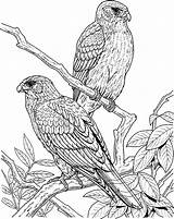 Falcon Coloring Bird Peregrine Pages Couple Netart Mating Getcolorings Col sketch template