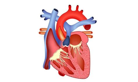 gambar jantung manusia membedah secara lengkap anatomi jantung