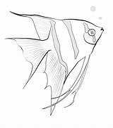 Fish Coloring sketch template