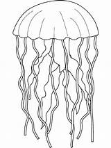 Medusas Medusa Jellyfish sketch template