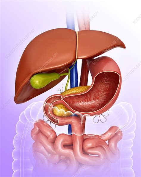 Illustration Of Woman S Internal Organs Illustration Of A Man S