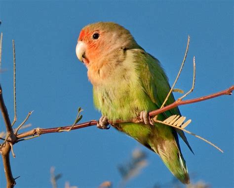 Previously Named The Peach Faced Lovebird This Little Bird Is Now
