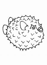 Puffer Fish Fugu Coloring Color sketch template
