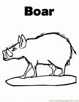 Boar Coloring Printable Mammals Color sketch template