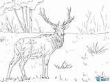 Coloring Pages Elk Printable Mountain Rocky Deer Caribou Adults Kids Color Clipart Colorings Getcolorings Moose Print Sheet Animal Getdrawings Library sketch template
