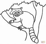 Raccoon Tree Coloring Pages Template Face Supercoloring Online sketch template