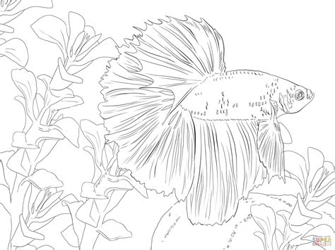 betta fish fish coloring page fish drawings animal coloring pages