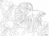 Betta Pez Peixe Kampffisch Poisson Combattant Supercoloring Peces Ausmalbilder Bubakids Pisces Kidsworksheetfun Kampffische Categorias Zeichnen sketch template
