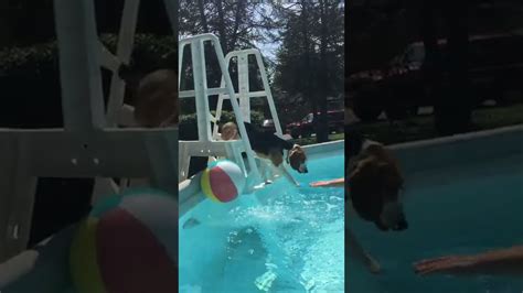 Bella The Beagle Plunges Into Pool Viralhog Youtube