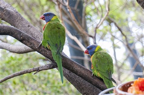 parrots   jungle featuring parrot bird  colorful high