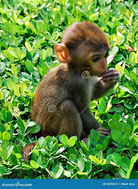 chinese monkey stock  image
