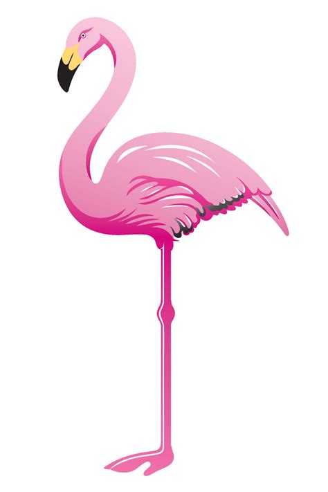 pink flamingo  white background  vector art  vecteezy