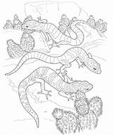 Coloring Pages Gecko Desert Printable Leopard Animals Drawing Kids Landscape Animal Colouring Getcolorings Getdrawings Plants Printablecolouringpages Color sketch template