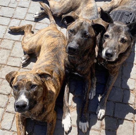 brindle dogs    dogs