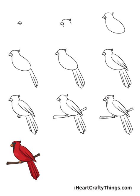 cardinal drawing   draw  cardinal step  step