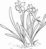 Daffodil Narcissus Colorat Daffodils Narcise Narzisse Flori Planse Jonquille Malvorlagen Malvorlage Primavara Narcisa Desene Supercoloring Pseudonarcissus Interferente Creion Gelbe Designlooter sketch template