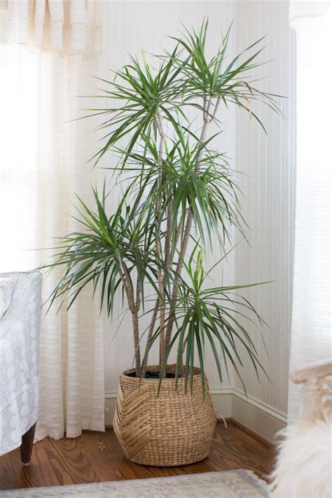 dracaena plant care   grow dracaena plants apartment therapy