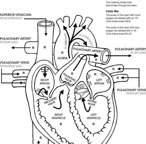 anatomy  preschool sheet coloring pages