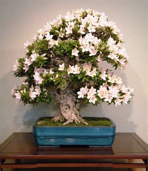 favorite flowering bonsai trees love  bonsai