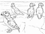 Coloring Puffins Pages Horned Puffin Seabird Atlantic Printable Drawing sketch template