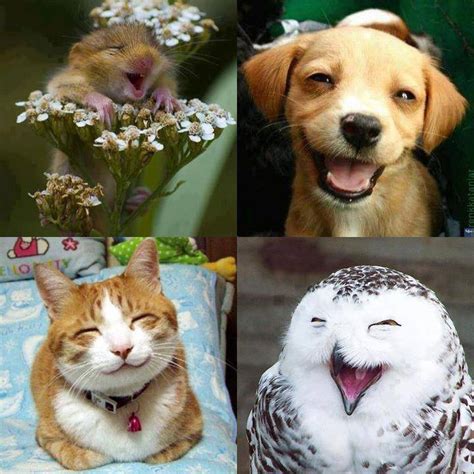 happy animals amazing photo   day reviews news tips