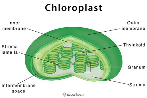 chloroplast definition structure functions  diagram