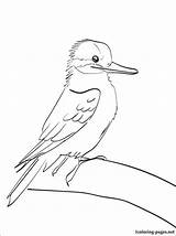 Kookaburra Printable sketch template