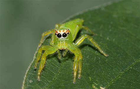 female northern green jumping spider xoc rspiders