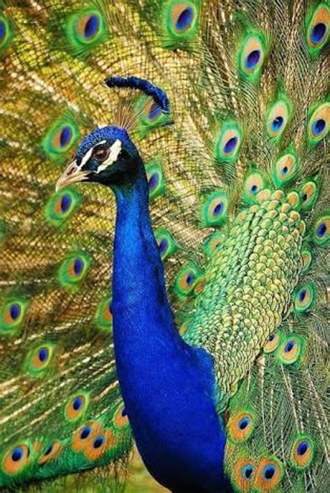 interesting facts   national bird  indiathe peacock hubpages