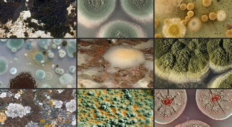 mold types   homes
