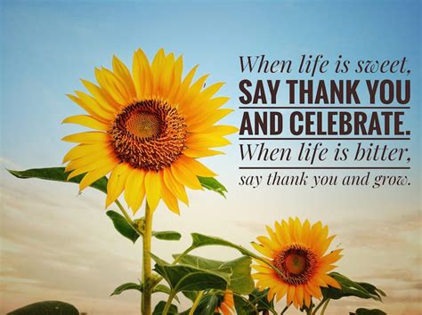 beautiful thankful quotes inspiring quotes  gratitude