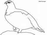Coloring Willow Inuit Ptarmigan Pages Arctic Animals Tundra Goldfinch Book Popular Colouring Ws sketch template