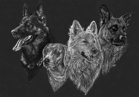 dierenportret  herders en een beagle wit potlood en houtskool op zwart papier  zwart