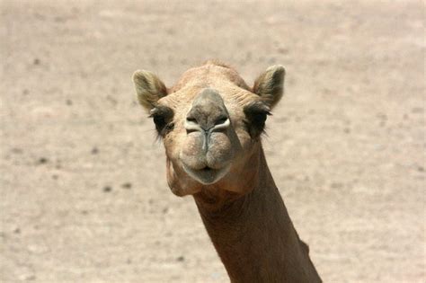camel face amazing animals pinterest