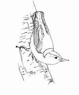 Nuthatch Breasted Outline Drawings Animals sketch template