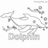 Dolphin Coloring Bottlenose Getdrawings Printable Pages Getcolorings sketch template