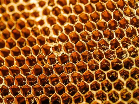 honey bee hive honeycomb background  stock photo public domain