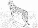 Coloring Cheetah Pages Prey Printable Observing Its Girls Animal Animals Print Colouring Realistic Drawing Color Cat Kids sketch template