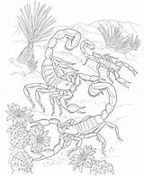 Coloring Desert Animals Pages Plants Popular sketch template