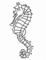Seahorse Coloring Seaweed Pages Drawing Outline Line Realistic Easy Templates Template Colouring Sea Horse Print Shape Kelp Drawings Onto Hang sketch template