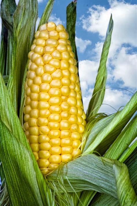 kenya food diary maize farming  tips   good yield