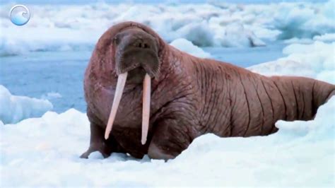 animals   ice walruses youtube