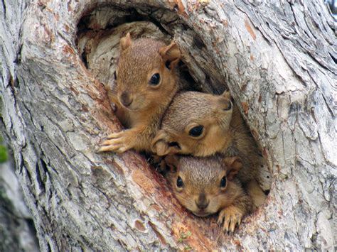 squirrels  teach    human owlcation
