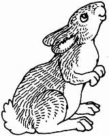 Rabbit Coloring Pages Animals Clipart Porcupine Peter Cottontail Cliparts Prairie Drawing Bunnies Clip Pitchers Library Kids Popular sketch template