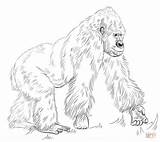 Gorilla Coloring Drawing Draw Silverback Pages Standing Easy Step Cross Ape Sketch Drawings Printable Gorillas Kids sketch template